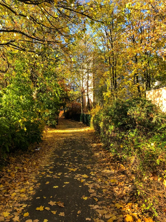 an alley way with trees in fall colors