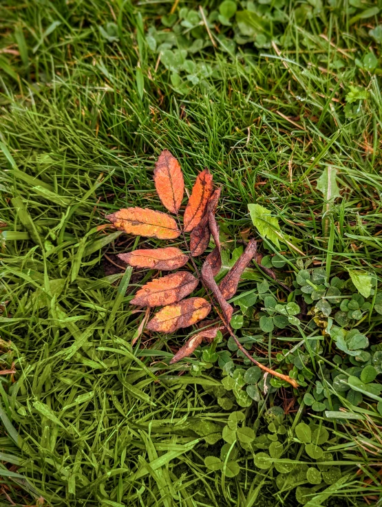 an orange and pink leaf is in some grass