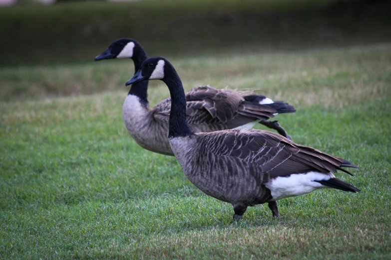 two geese with black and white stripes walking side by side