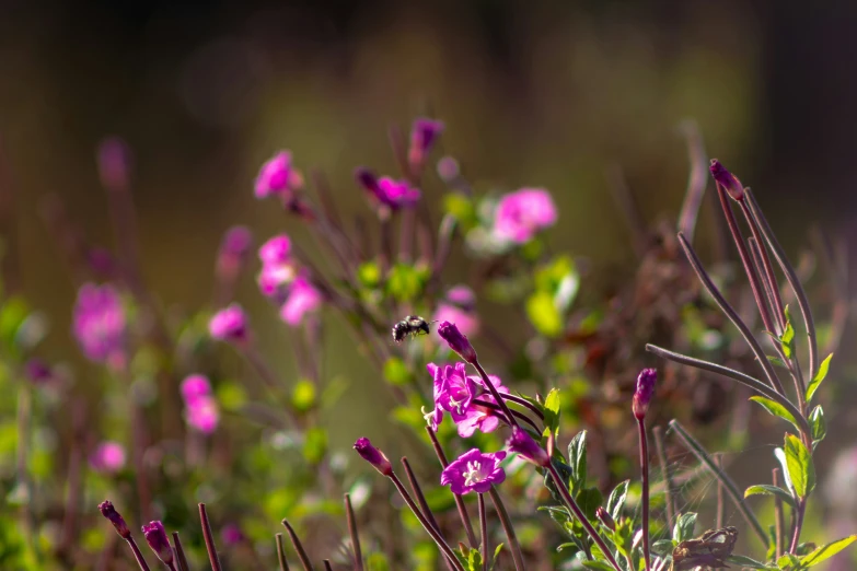 the wildflower is blooming outside next to some green