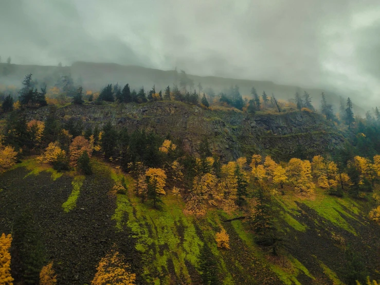 an aerial po of many different trees on the mountain