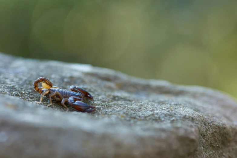 a small crab crawling on top of a large rock