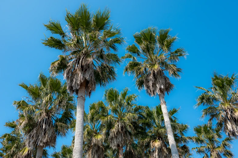 tall palm trees are under a blue sky