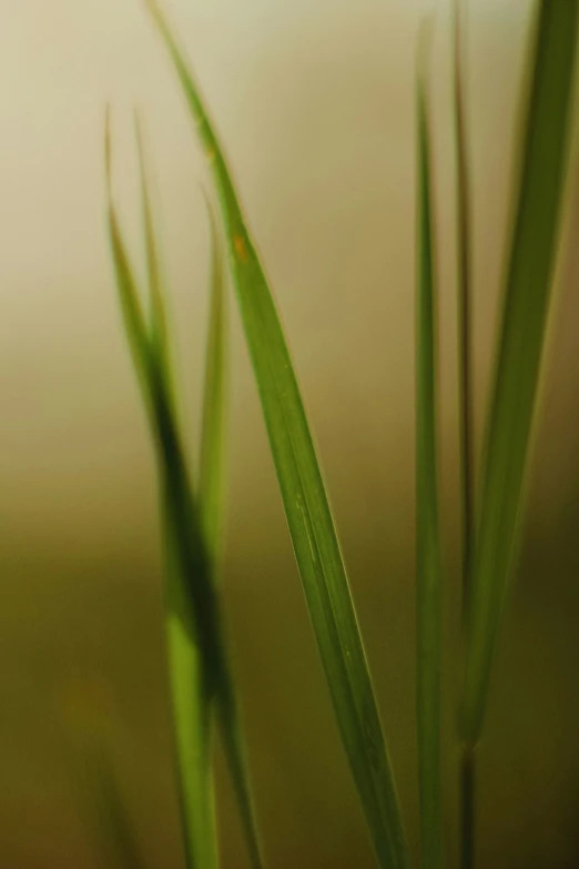 a close up view of the blades of a grass plant