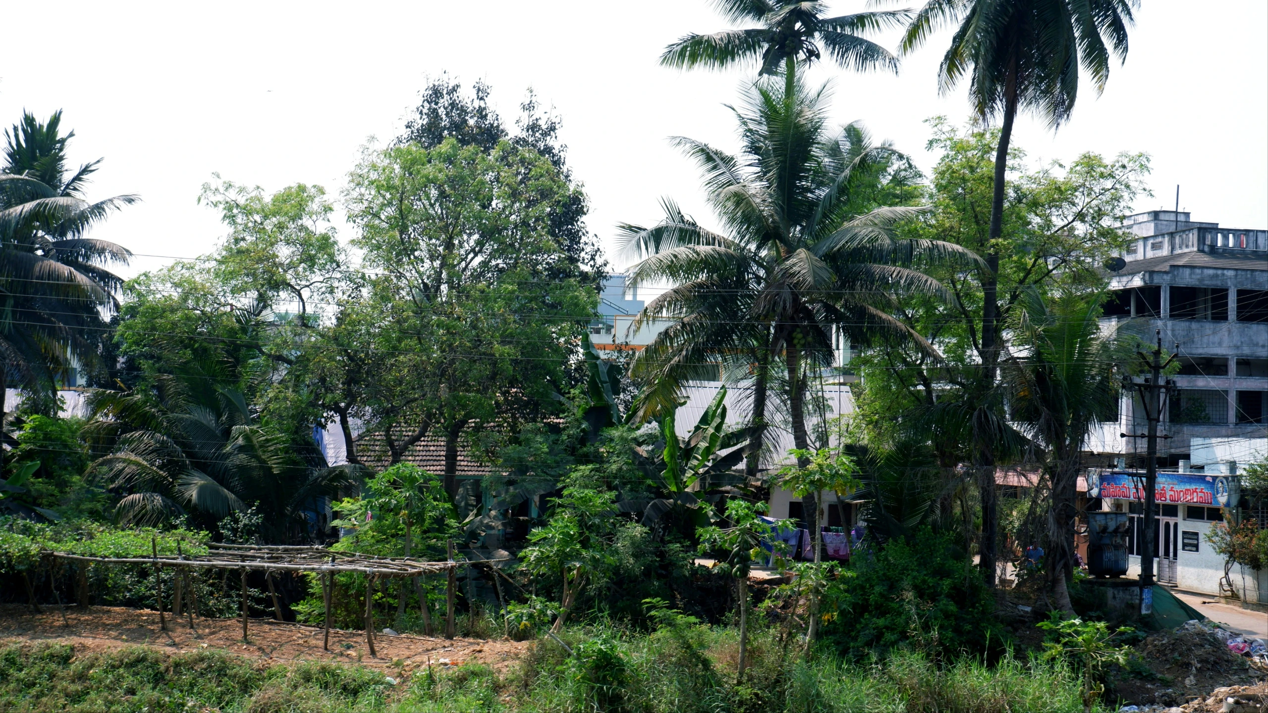 the house is surrounded by palm trees near a river