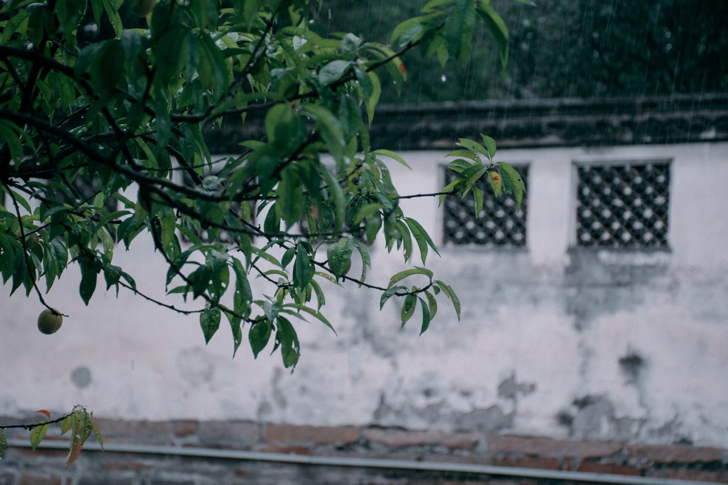 a white wall covered with rain as the leaves are falling off the tree