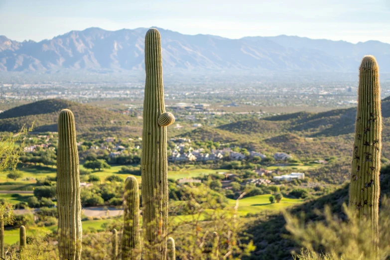 many tall cactus plants in front of mountains