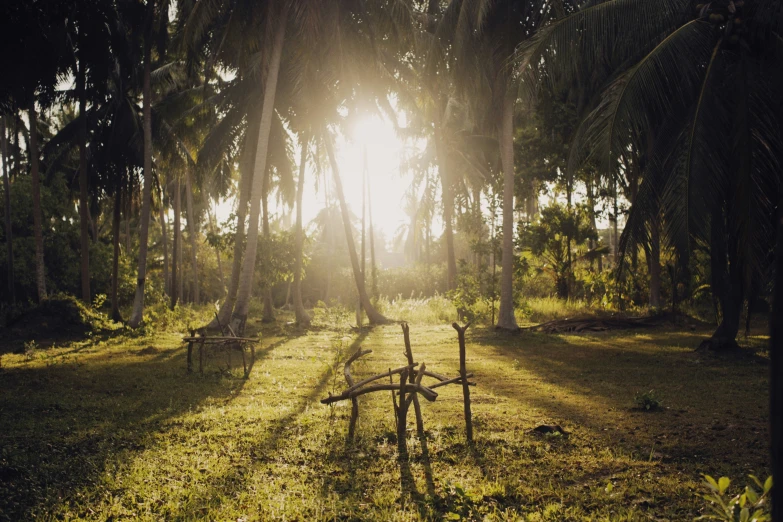 a bike on the ground in the middle of a wooded area