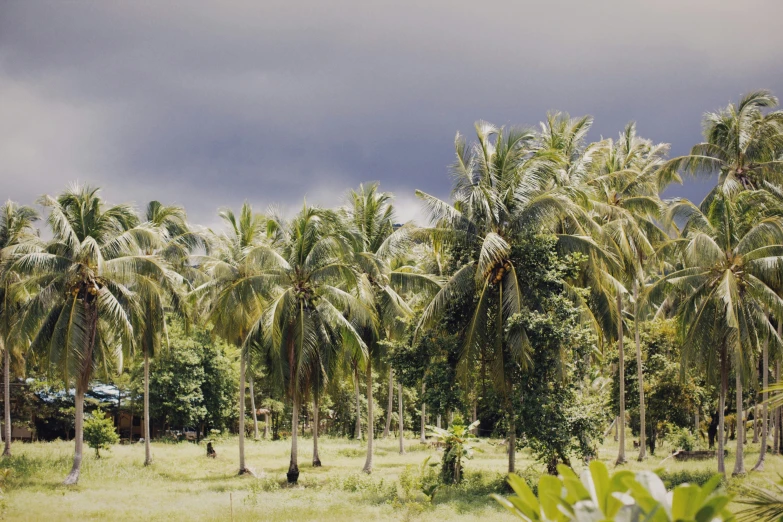 a field full of palm trees and bushes