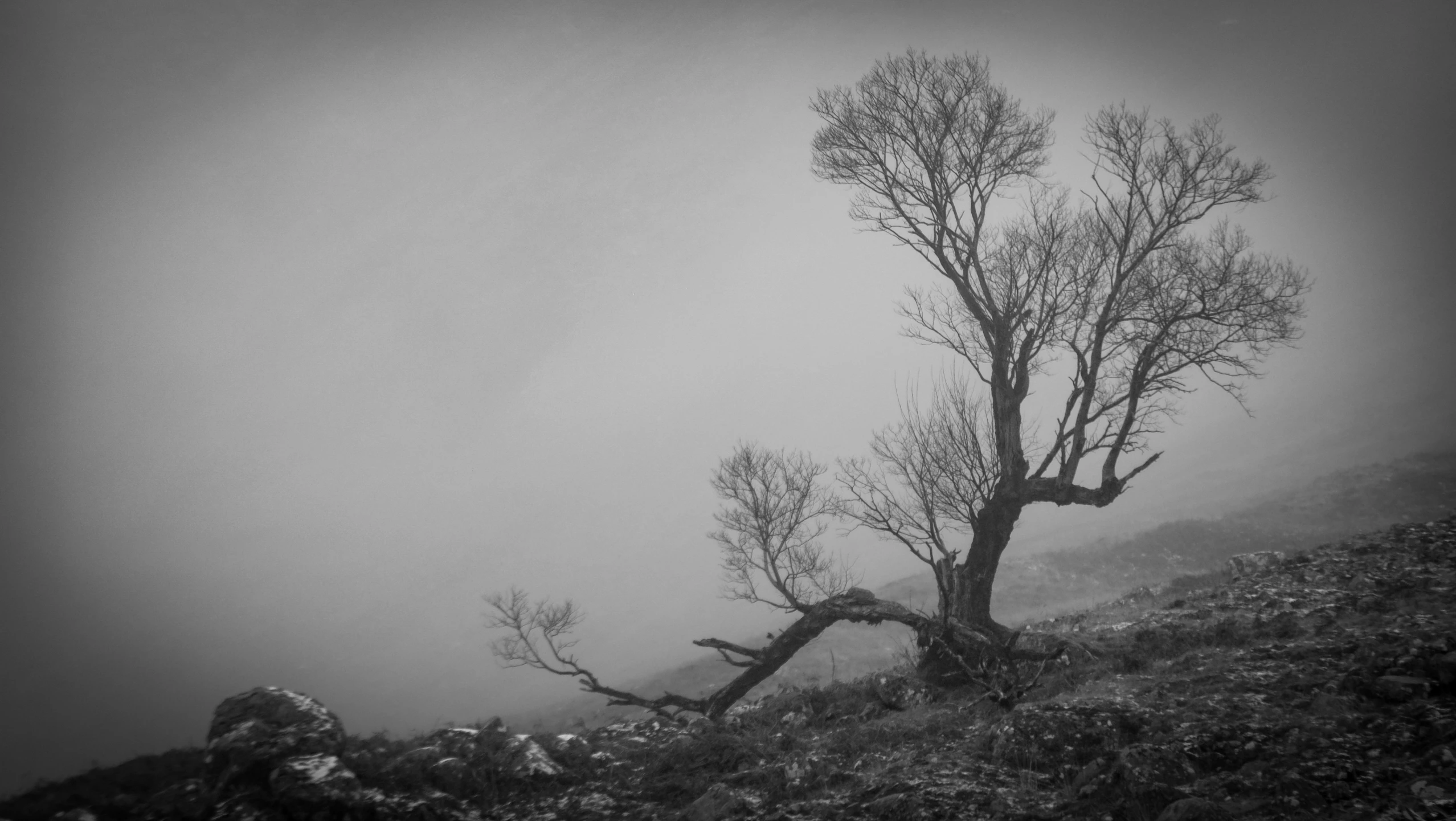 black and white po of a barren tree