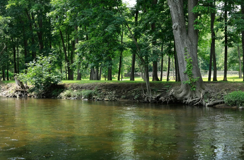 the small stream is still running through the forested area