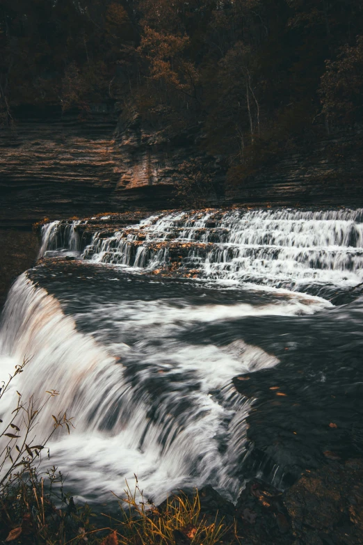 an image of a small waterfall surrounded by wild plants