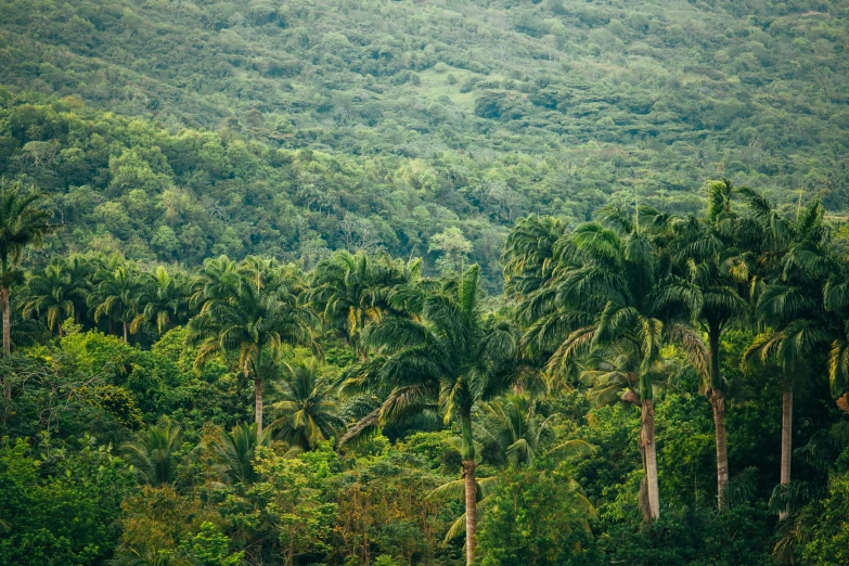 several trees on the ground and a mountain range behind them