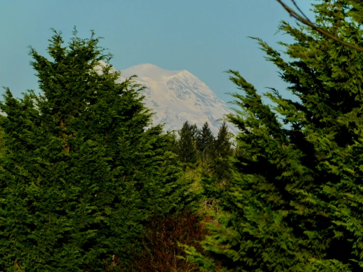 a mountain with snow capped peak rises behind evergreen trees