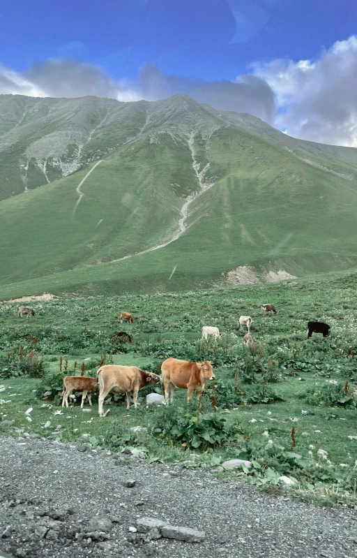 cattle are grazing in the green mountains
