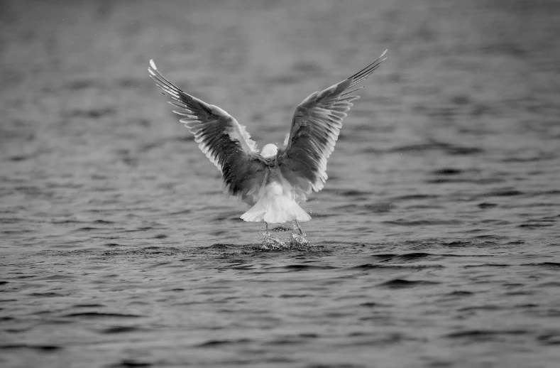 a bird on a rock dives into a body of water