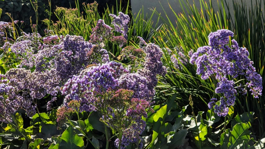 purple plants with green leaves in garden