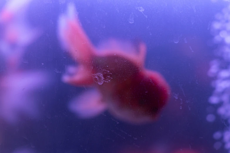 two goldfish in a bowl are swimming with their food