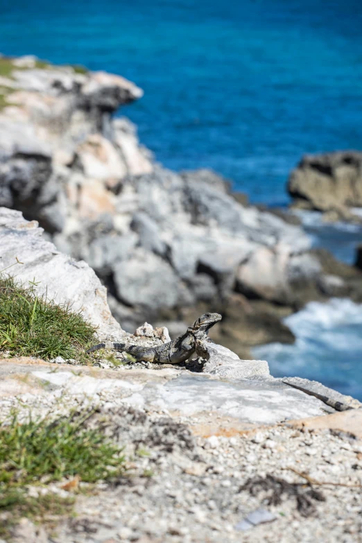 lizards sitting on a rock near the ocean