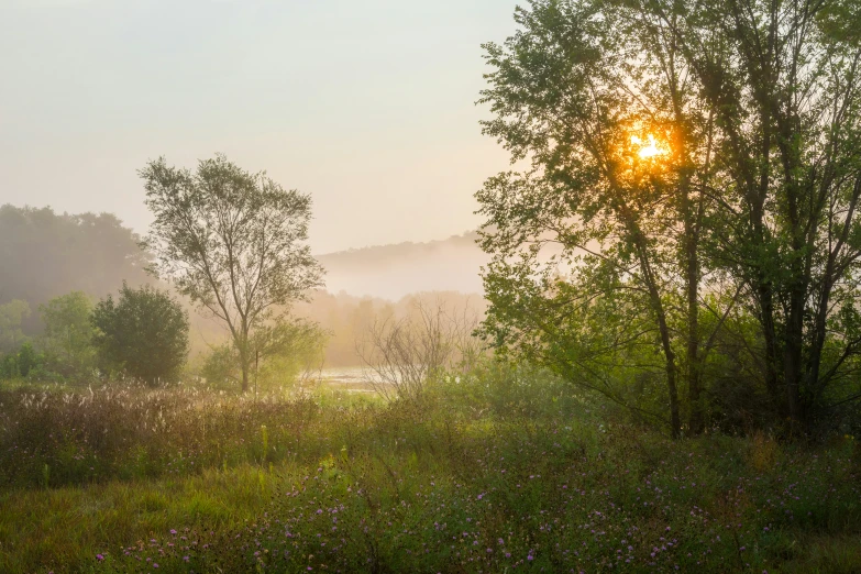 a field with trees, bushes and grass in the fog