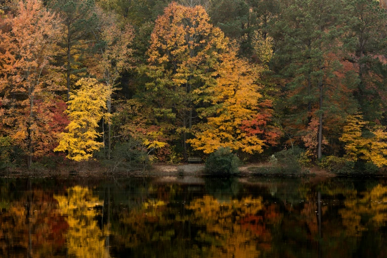 a tree line with lots of yellow and red leaves reflecting in water