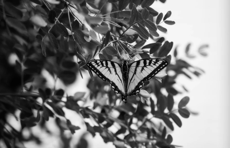 a erfly that is sitting on some leaf