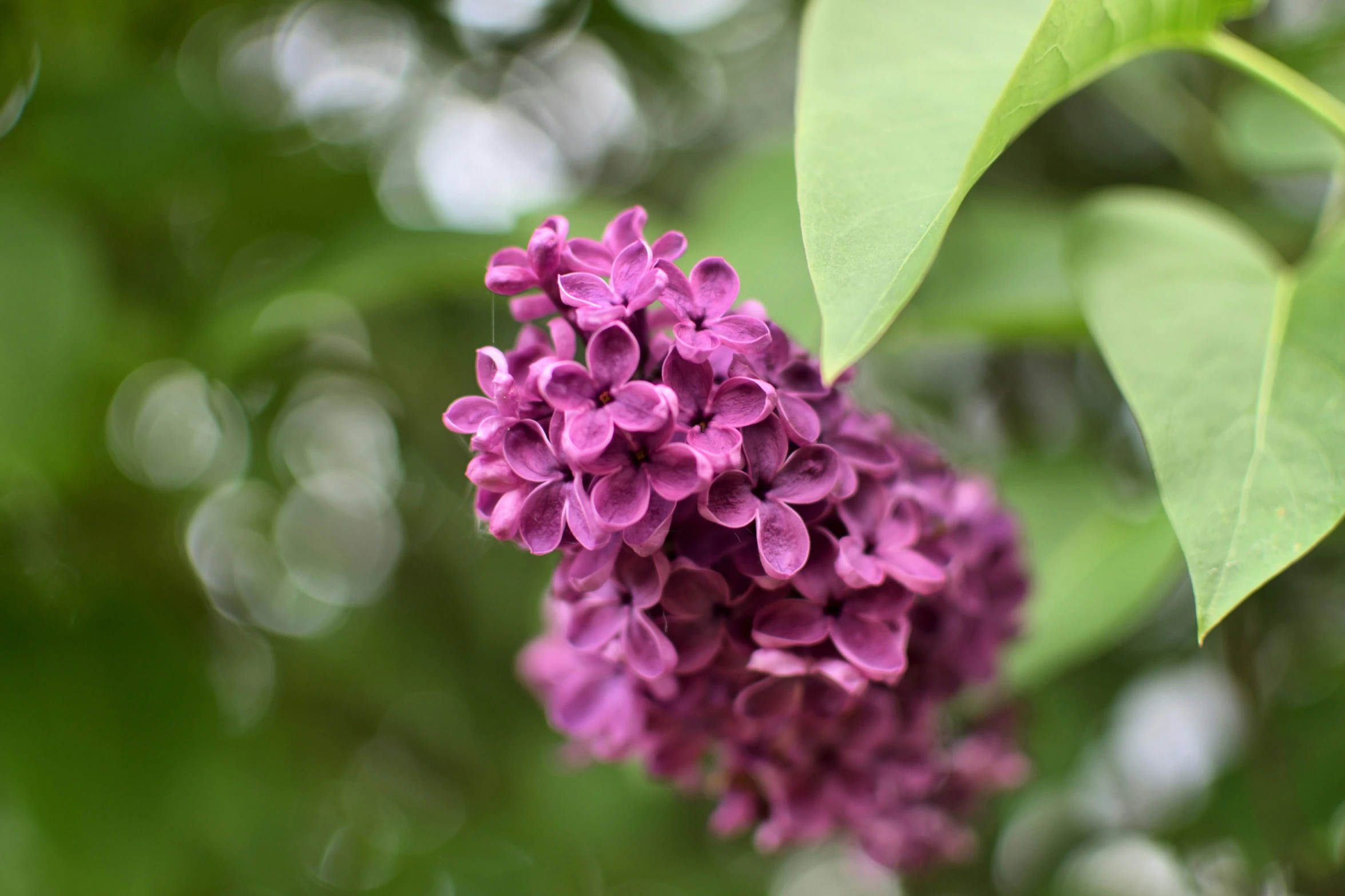 purple flowers with leaves are growing on the tree