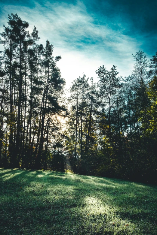 the sun shining on the trees across a field