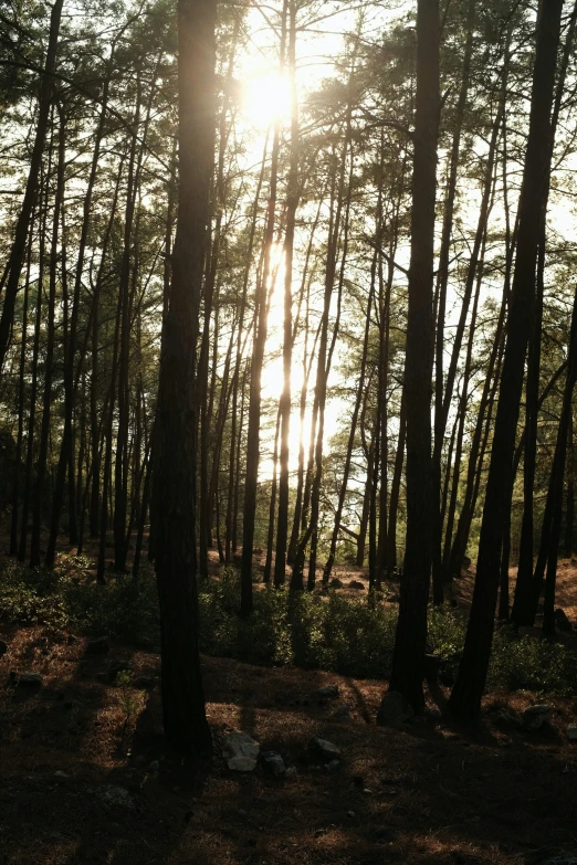 the sun peeks through the trees on the side of the mountain