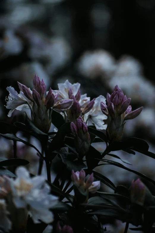 a group of flowers and leaves are shown in blurry light