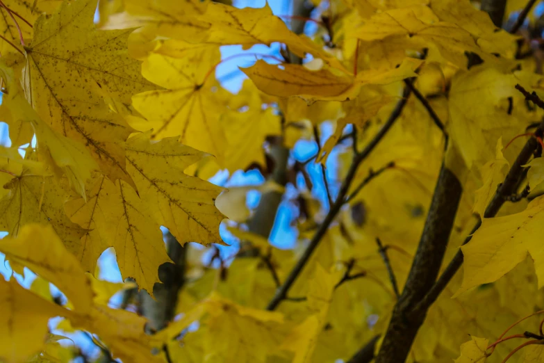 a tree with yellow leaves is pictured during the autumn
