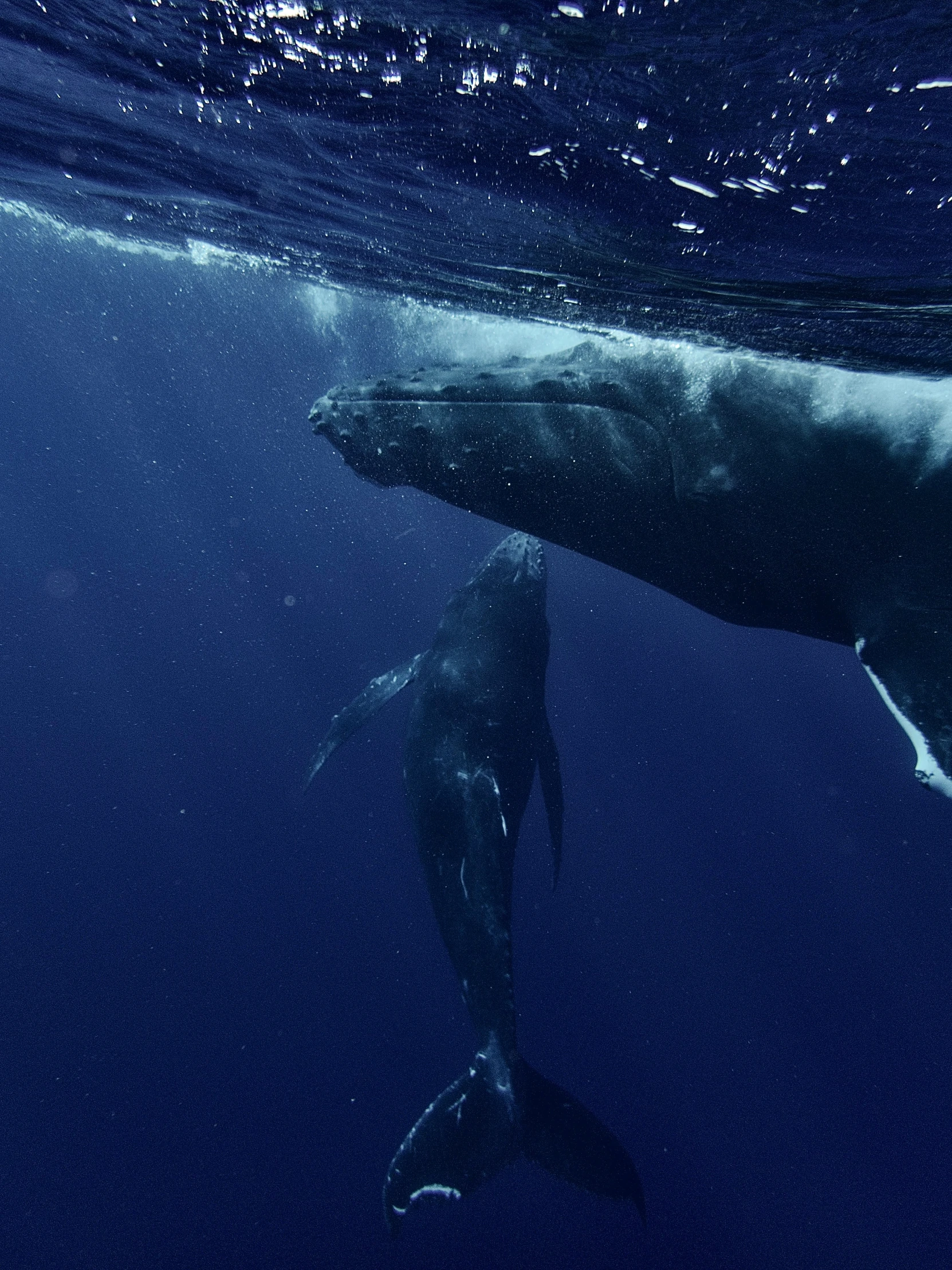 a humpback whale is submerged in the water