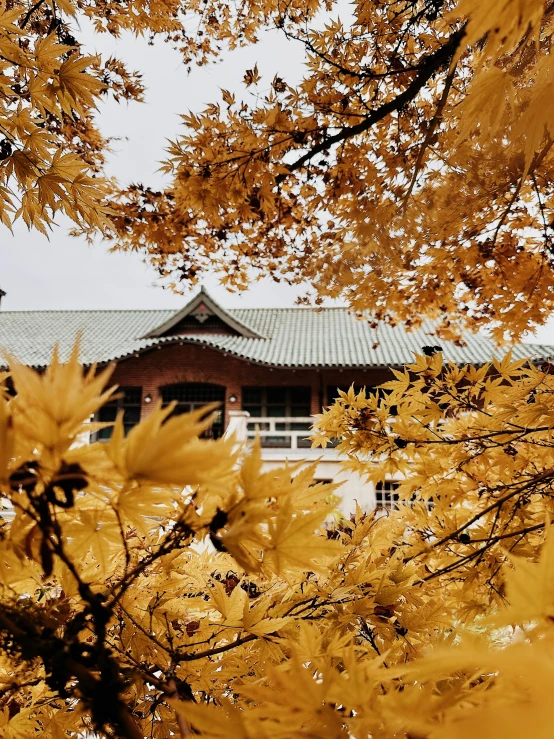 a building with an asian roof and lots of trees