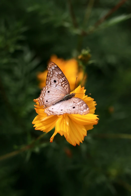 two erflies are on a small yellow flower