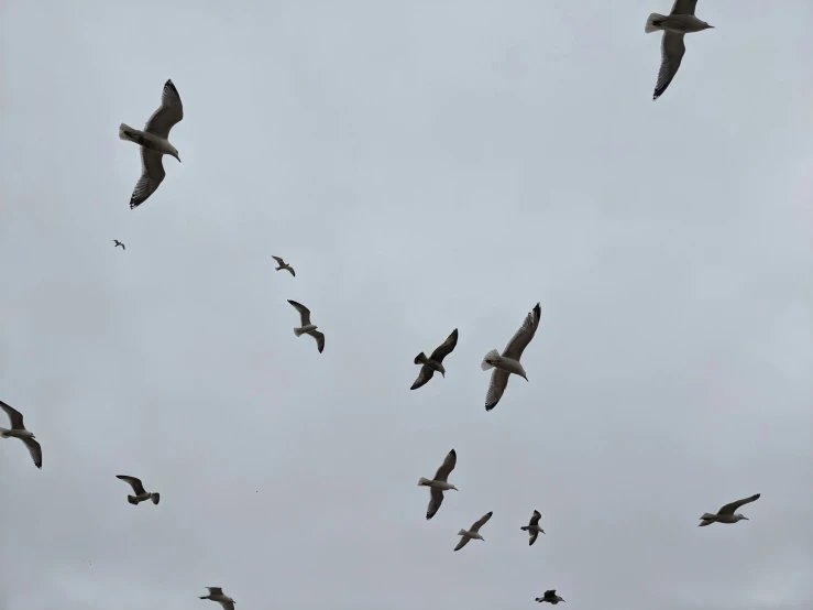 a bunch of birds flying through the sky