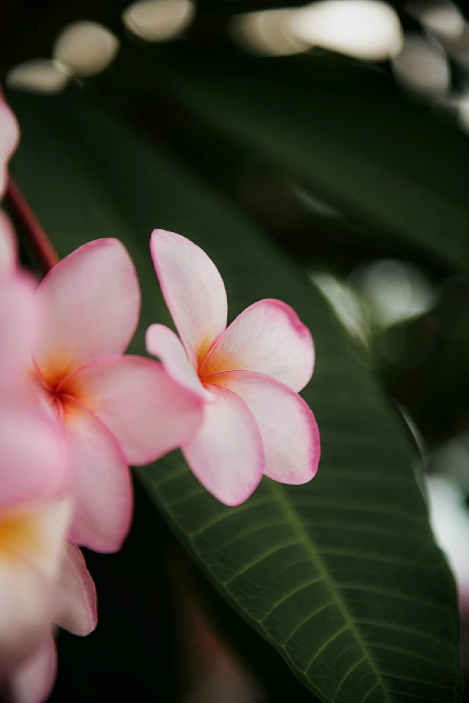 pink and yellow flowers with big leaves near by