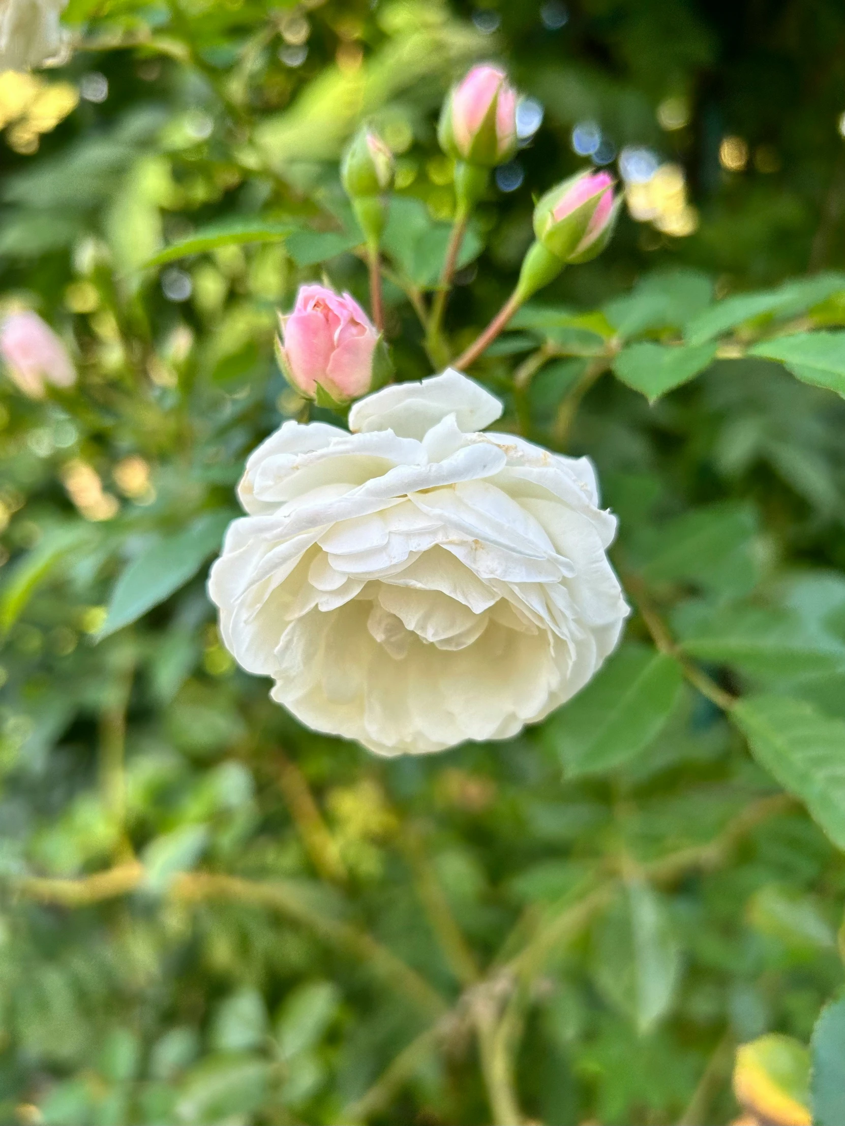 this is a white rose with pink flowers