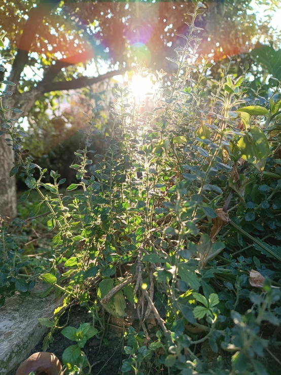 the sun shines through the leaves and flowers