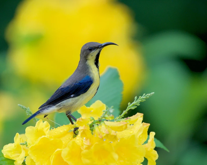 a bird is sitting on some yellow flowers