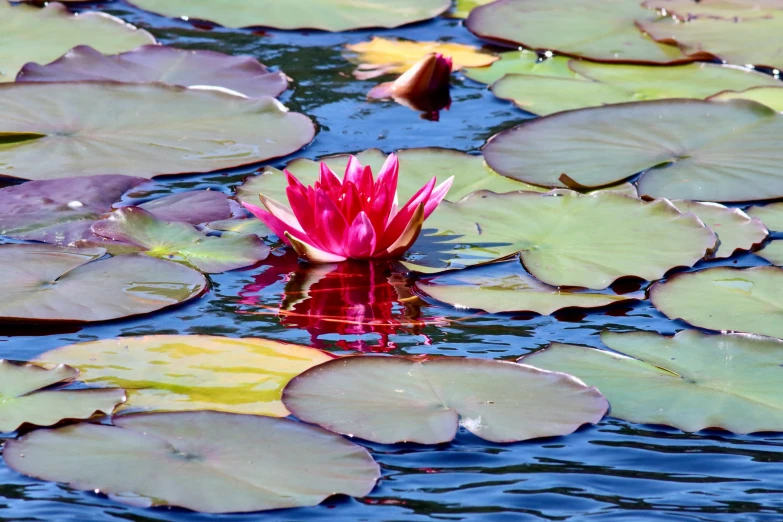 a red and white water lily paddling through some water