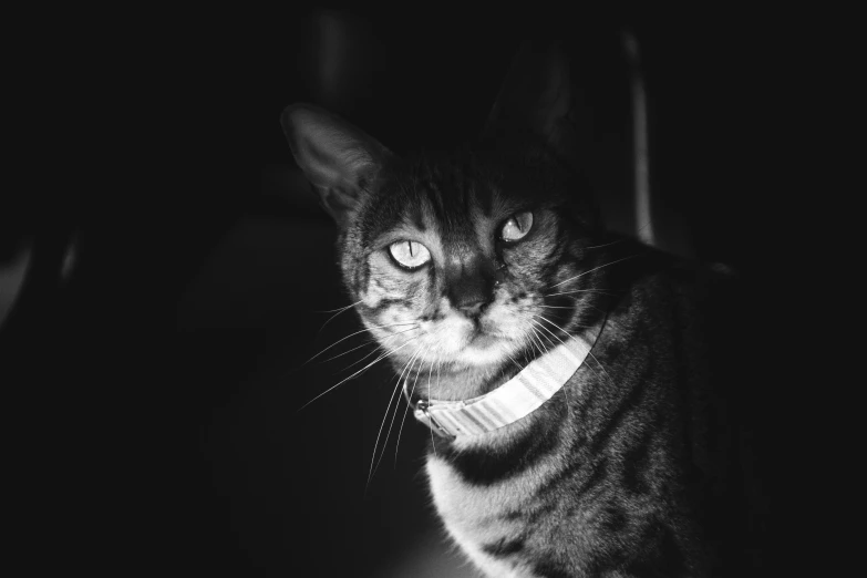 a cat that is standing up wearing a bandana