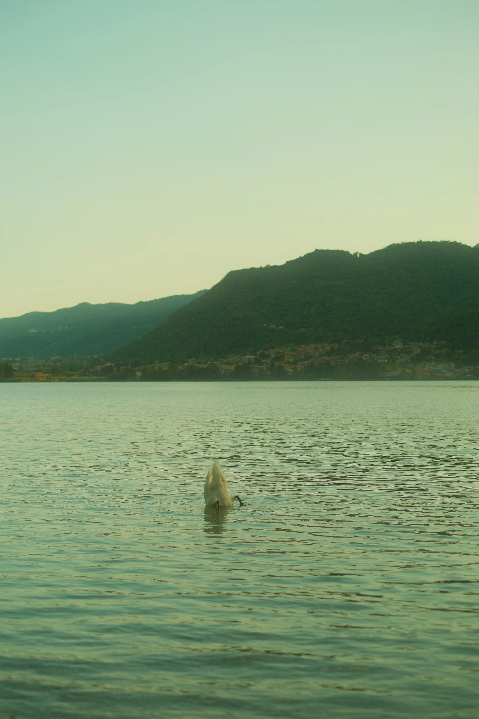 a dog standing in the middle of a lake