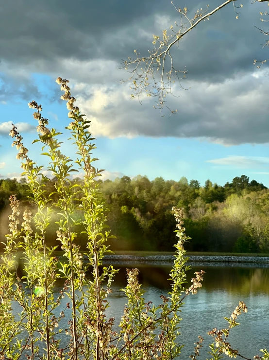 a bench sitting on the edge of a pond