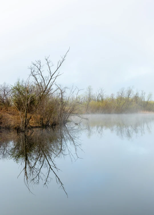 fog sits on the water near the grass and trees