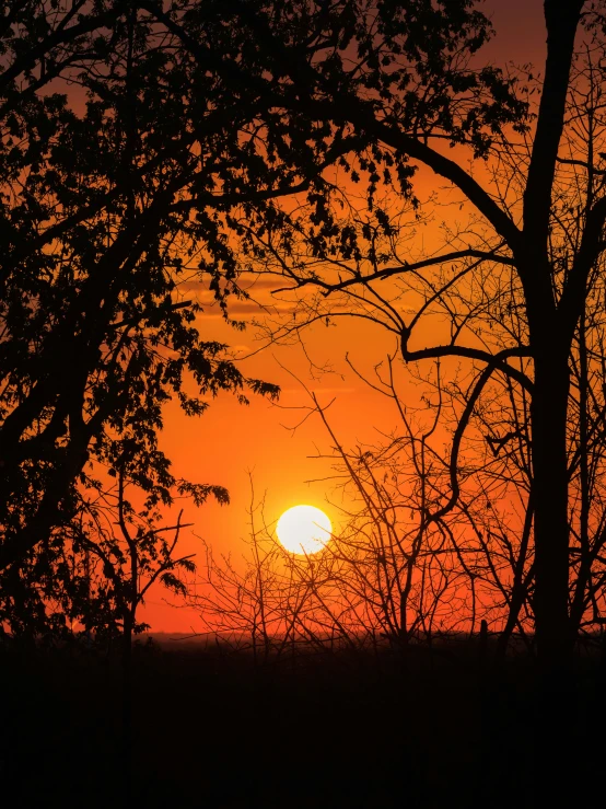 the sun is setting behind some trees and bushes