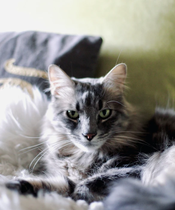 a cat sitting on a fluffy bedding