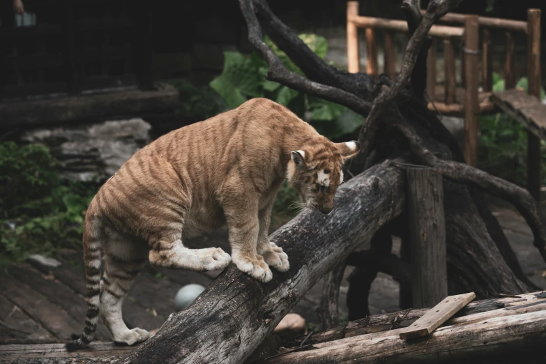 a tiger standing on top of a tree nch in an enclosure