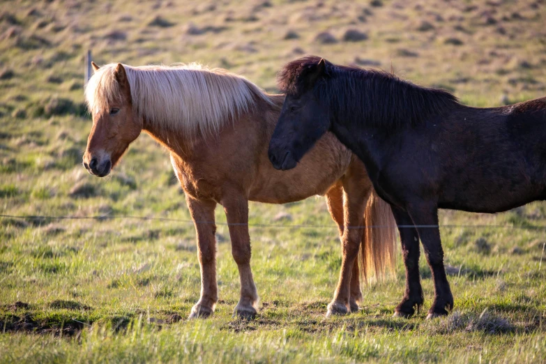 two horses standing in the middle of a grassy area