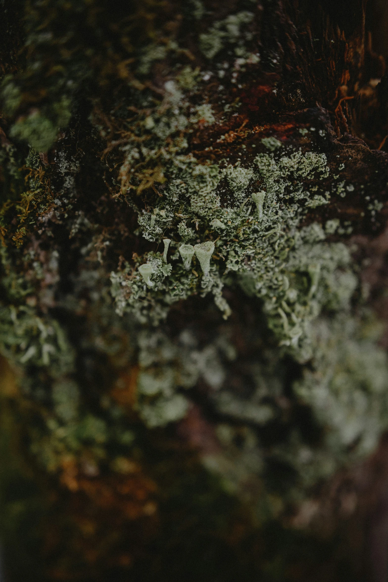 moss grows on a tree near the road