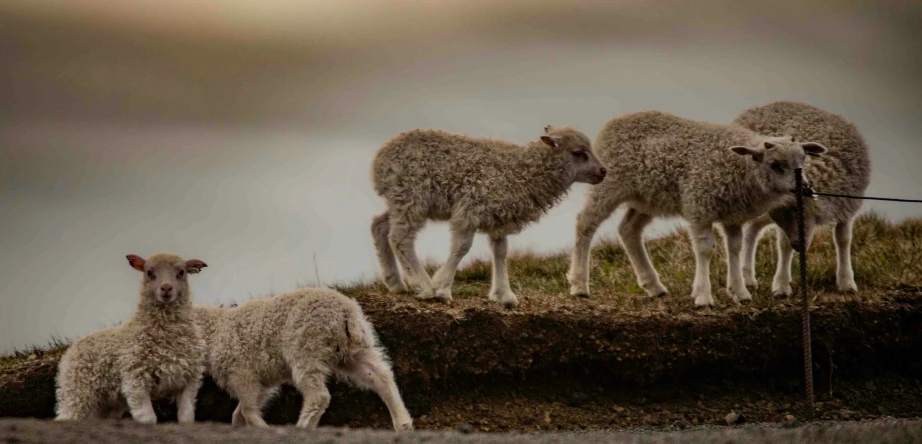 sheep with babies grazing in grassy area under dark sky